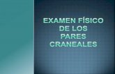Pares craneales - Aula Dr. Carlos Miranda (UPAP)
