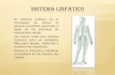 Sistema linfático, Tiroides, Paratiroides