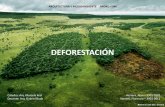 Deforestacion (herrera   nardini) 2013