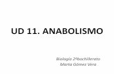 Ud 11. anabolismo