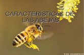 Características de las abejas