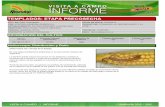 Agrotestigo-Maiz DEKALB-Campaña 1213-Informe Pre-cosecha Nº4