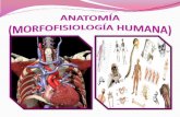 Anatomía (morfofisiología humana)