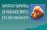 Desarrollo Embrionario Clase 1(2)