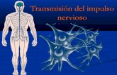 Transmisión del impulso nervioso