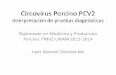 Interpretación de pruebas dx circovirus