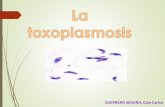 la toxoplasmosis