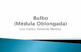 BULBO RAQUÍDEO/MÉDULA OBLONGADA