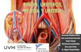 Anatomia del riñon y sistemas uvm