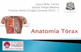 Anatomía tórax