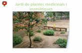 Agenda 21 plantes medicinals
