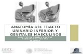 Anatomía del tracto urinario inferior y genitales masculinos