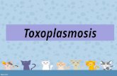 Toxoplasmosis final
