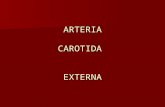 Arteria Carótida Externa