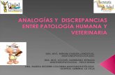 Sesion de patología veterinaria y humana