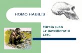Homo habilis(B)