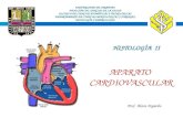 Clase  1  cardiovascular (1)