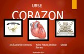 Corazon (anatomia y fisiologia) (tonchyz URSE)