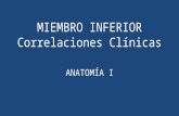 Anato i   miembro inferior correlaciones clínicas - lmcr