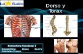 Anatomía Dorso y Tórax