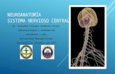 Neuroanatomía del sistema nervioso central.
