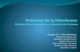 Presentación Potencial de Membrana Potencial Electroquímico y Potencial de Protón