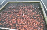Proyecto Producción y comercialización de tilapia roja (Oreochromis sp.) en jaula flotante beneficiara ciación de campesinos del corregimiento de Buenos Aires (asocab), Bolivar.