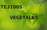 presentacion Tejidos vegetales.