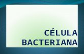 Celula Bacteria