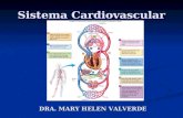 1. sistema cardiovascular (1)