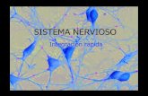 3° medio sistema nervioso - ppt1 (1)