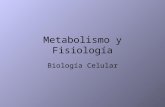 Metabolismo fisiologia