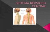 Sistema Nervisos Central
