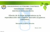 Efecto de la baja temperatura en la reproducción del coquillo morado (cyperus rotundus)