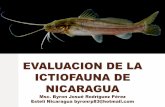 Evaluacion  actual de los peces de nicaragua