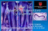 Clase 12 digestivo y dientes