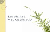 Las plantas y su clasificaci³n_1