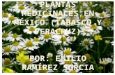 Plantas medicinales en méxico (tabasco y veracruz