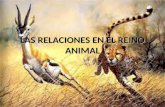 Las relaciones entre distintas especies animales