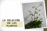 Relación en plantas