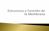 4. estructura y función de la membrana