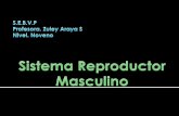 Sistema reproductor maculino