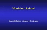Metabolismo de Carbohidratos, lípidos y proteínas