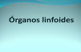 2 organos linfoides 2014