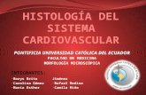 Histología del sistema cardiovascular