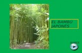 El bambu japones
