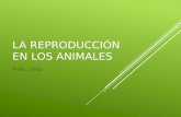 La reproducción en los animales