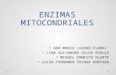 Enzimas mitocondriales