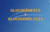 Glucogénesis y Glucogenólisis