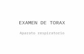 Examen - Tórax